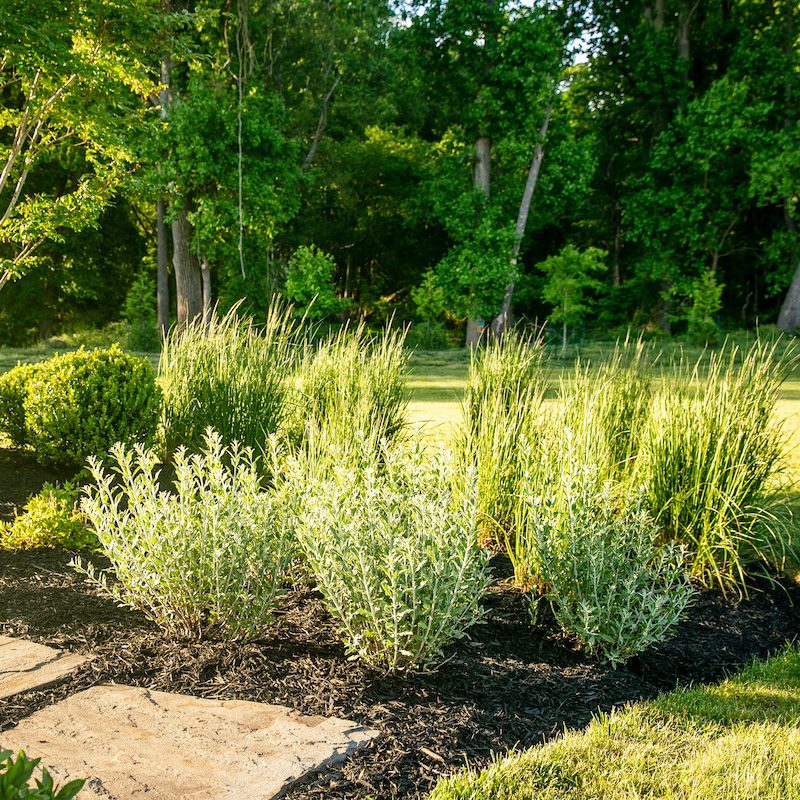 landscape plantings and garden stepper flagstone