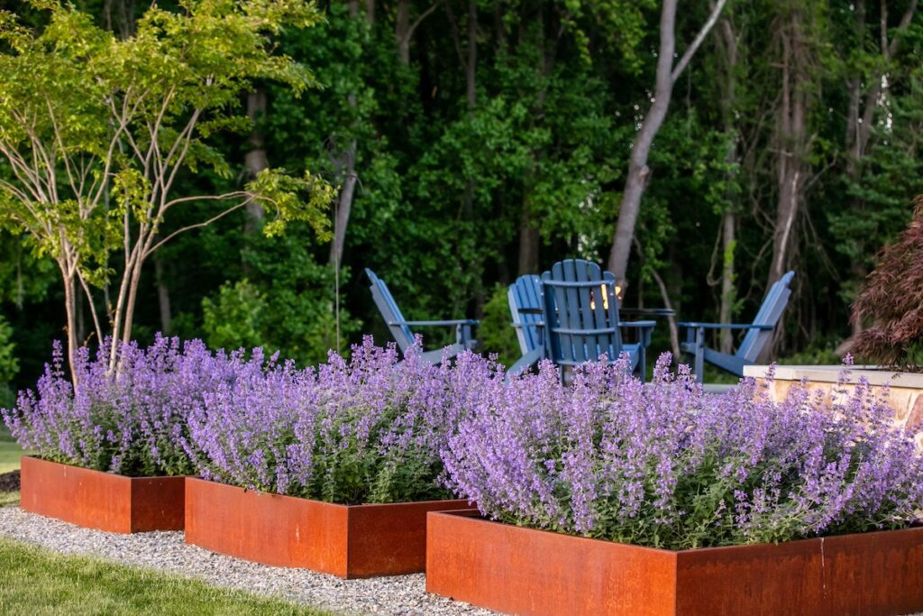 Corten steel garden planters with lavender