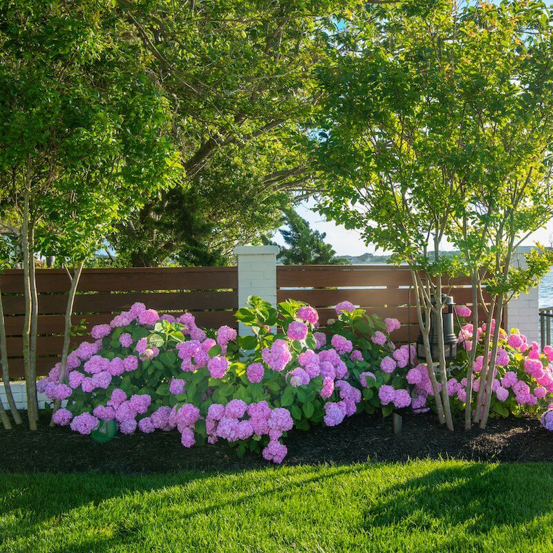 landscape plantings in front of custom fence