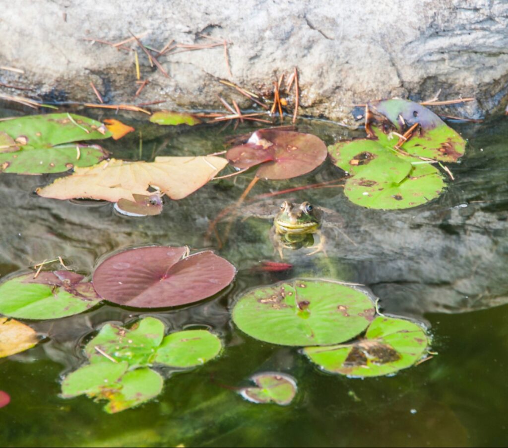 frog in water feature pond